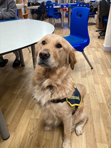 Declan a guide dog in training