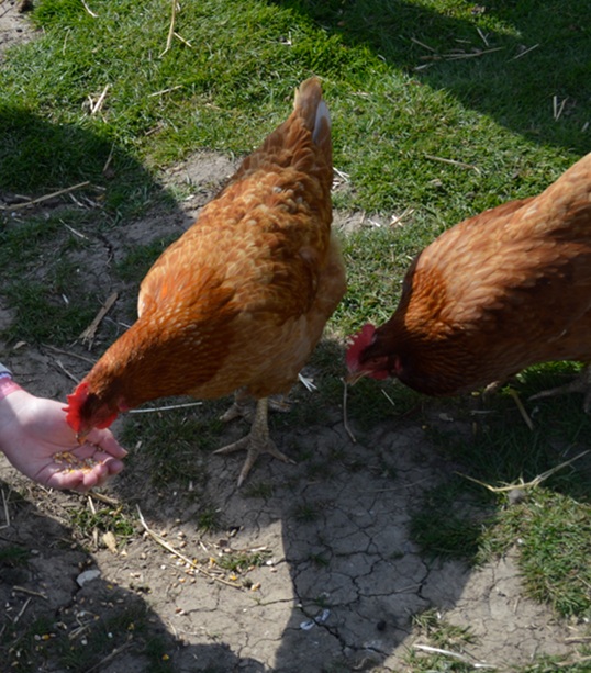 Hand feeding chickens