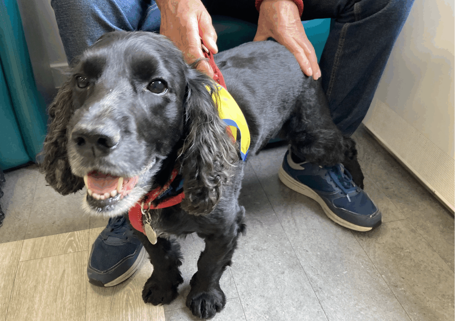 Therapy dog, cocker spanial Patch